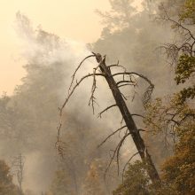 Pražūtingi miškų gaisrai Kalifornijoje: žuvo mažiausiai aštuoni žmonės