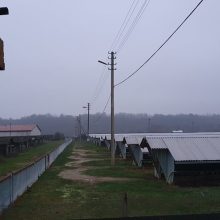 „Danmink“ ūkyje užmigdoma 3 tūkst. audinių, kailius saugos šaldikliuose