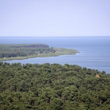 Prokuratūra: miško kirtimai Kuršių nerijos nacionaliniame parke yra teisėti