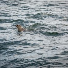 Dešimt Lietuvos jūrų muziejaus išslaugytų ruoniukų grįžo į gimtąją Baltiją