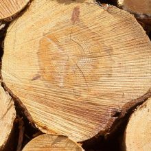 Už neteisėtai Klaipėdos rajone iškirtus medžius įmonei teks atlyginti beveik 24 tūkst. eurų žalą