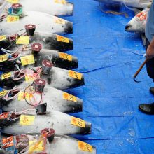 Naujajame Tokijo žuvų turguje – pirmasis tunų aukcionas