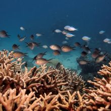 Australija ginčys UNESCO sprendimą dėl Didžiojo barjerinio rifo statuso