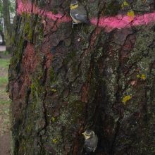 Panevėžio centre iškirtus medžius paukščiukai liko be namų: rengiamas piketas
