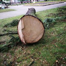 Panevėžyje užvirė skandalas dėl Laisvės aikštėje iškirstų medžių