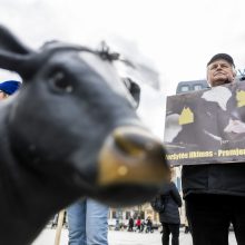 Protestuojantys pienininkai: ministrui turbūt reikėtų pasimuilinti ausis ir nusiplauti liežuvį