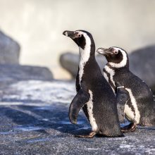 Minima Pasaulinė pingvinų diena