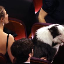 Šuo Messi – kino žvaigždė