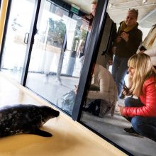 44-ąjį sezoną muziejus pradeda Baltijos jūros gyvūnų reabilitacijos centro atidarymu lankytojams