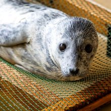 44-ąjį sezoną muziejus pradeda Baltijos jūros gyvūnų reabilitacijos centro atidarymu lankytojams