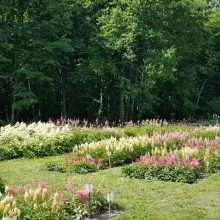 Pasigrožėkite žiedais: Botanikos sodą spalvina astilbės