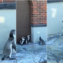 Klaipėdiečius pralinksmino pingvinai: gaudė saulės zuikučius