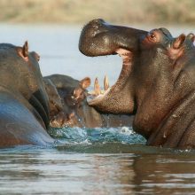 Malavyje hipopotamui atsitrenkus į valtį vienas žmogus žuvo, 23 dingo be žinios
