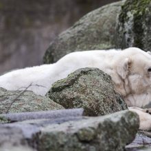 Berlyno zoologijos sode nugaišo seniausia Europoje baltoji lokė