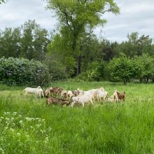 Kuršių nerijos pievas „šienauja“ ožkos ir avys