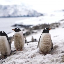 Antarktidos ledynų tirpimas kelia grėsmę pingvinų populiacijai