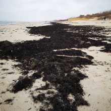 Ar gali jūros pakrantėje išmetami dumbliai tapti vertingomis trąšomis ir apsaugoti kopas?