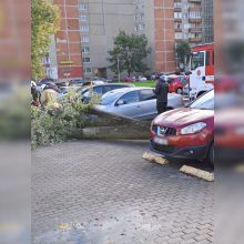 Pajūryje medžiai vėl daužė automobilius