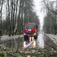 Ugniagesiai 85 kartus vyko šalinti stipraus vėjo nuverstų medžių