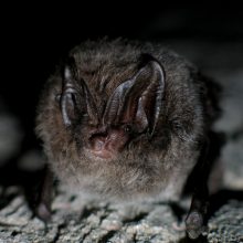 Prasidėjo kasmetinė šikšnosparnių apskaita