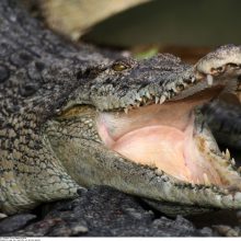 Šiaurės Australijoje krokodilas mirtinai sužalojo gamtos prižiūrėtoją