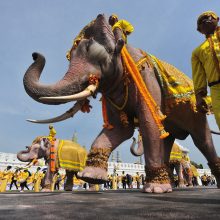 Naujajam Tailando karaliui pagarbą atidavė atsiklaupę drambliai