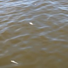 Įšilus orams Kuršių mariose pastebėtos kritusios žuvys