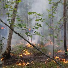 Sibiras dūsta nuo miškų gaisrų sukelto smogo