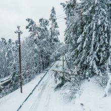 Siekiant suvaldyti gamtos stichijų įtaką, ESO siūlo platinti miškų proskynas