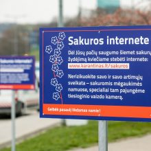 Sakurų žydėjimas kitaip: Vilnius siūlo transliaciją internetu