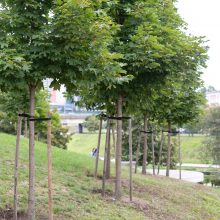 Žaliasis Vilnius: asmenines ir įmonių šventes miestiečiai įamžina sodinukais