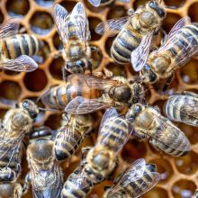 Aiškinamasi, kodėl šiemet žūsta daugiau bičių