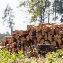 Seimas tris kartus padidino atskaitymus už medieną iš valstybinių miškų