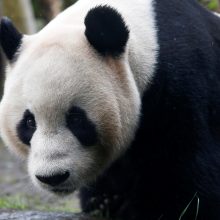 Didžioji panda Tian Tian šiais metais neapsivaikuos