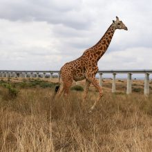 Šiurpu: žirafa sutrypė vienerių metų mergaitę ir jos mamą