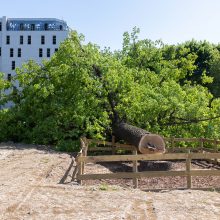 S. Gentvilas: ąžuolo nukirtimas Vilniuje – brutalus veiksmas, tačiau medis nebuvo saugomas