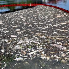 Lenkijos ugniagesiai iš Oderio upės ištraukė 100 tonų negyvų žuvų