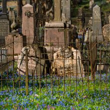Bernardinų kapinėse – mėlynų gėlių jūra