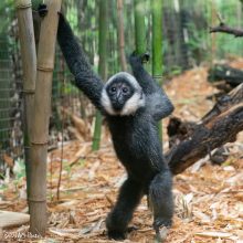 Už 20 žmonių užpuolimą ieškota beždžionė atsidūrė už grotų