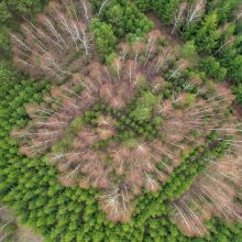 Nacionalinis miškasodis sutelkė gamtos mylėtojus: Lietuvos miškuose pasodinta 2 mln. naujų medžių