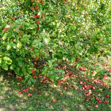 Šiemet obuolių derlius geresnis nei pernai