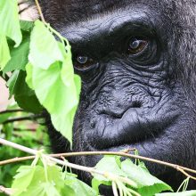 Seniausia pasaulyje gorila švenčia 67-ąjį gimtadienį