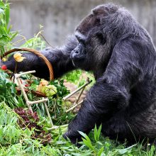 Seniausia pasaulyje gorila švenčia 67-ąjį gimtadienį