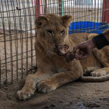 Zoologijos sodo lankytojas dėl nuotraukos voljere su liūtu sumokėjo gyvybe