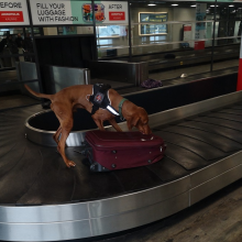 Kauno oro uoste vyksta tarnybinių šunų mokymai 
