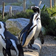 Jungtinėje Karalystėje į zoologijos sodą sugrįžo iš jo pavogti pingvinai