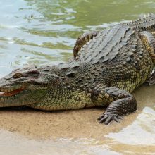 40 krokodilų pražudė į jų aptvarą įkritusį Kambodžos gyventoją 