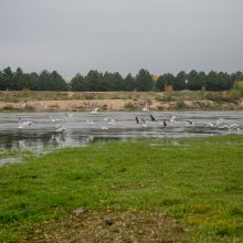 Kas kaltas dėl akyse tvinstančio Nemuno?