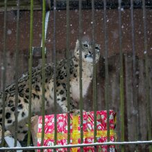Kalėdines dovanas išvyniojo ir zoologijos sodo gyvūnai