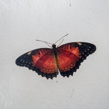 Tropiniai drugeliai kauniečius vilioja spalvomis